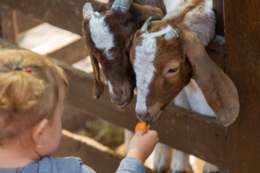 Sustainable Goat Farming Practices