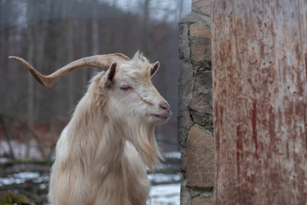 Arapawa Goat Breed