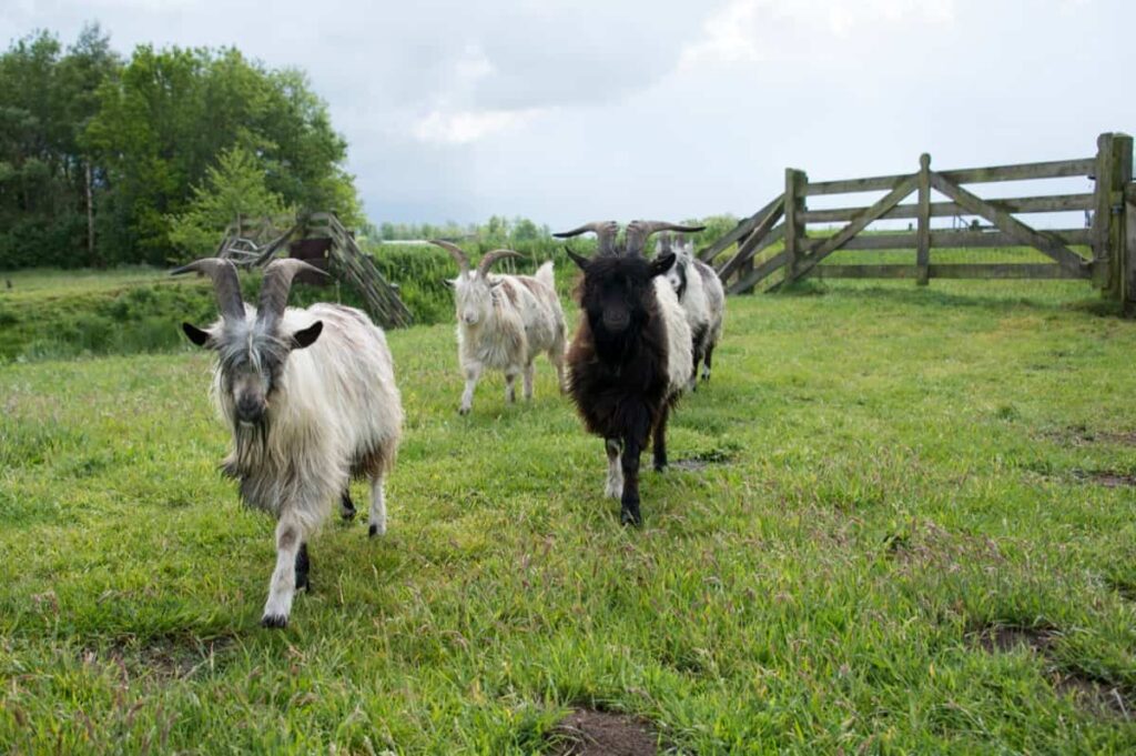 Argentata Dell'Etna Goat Farming