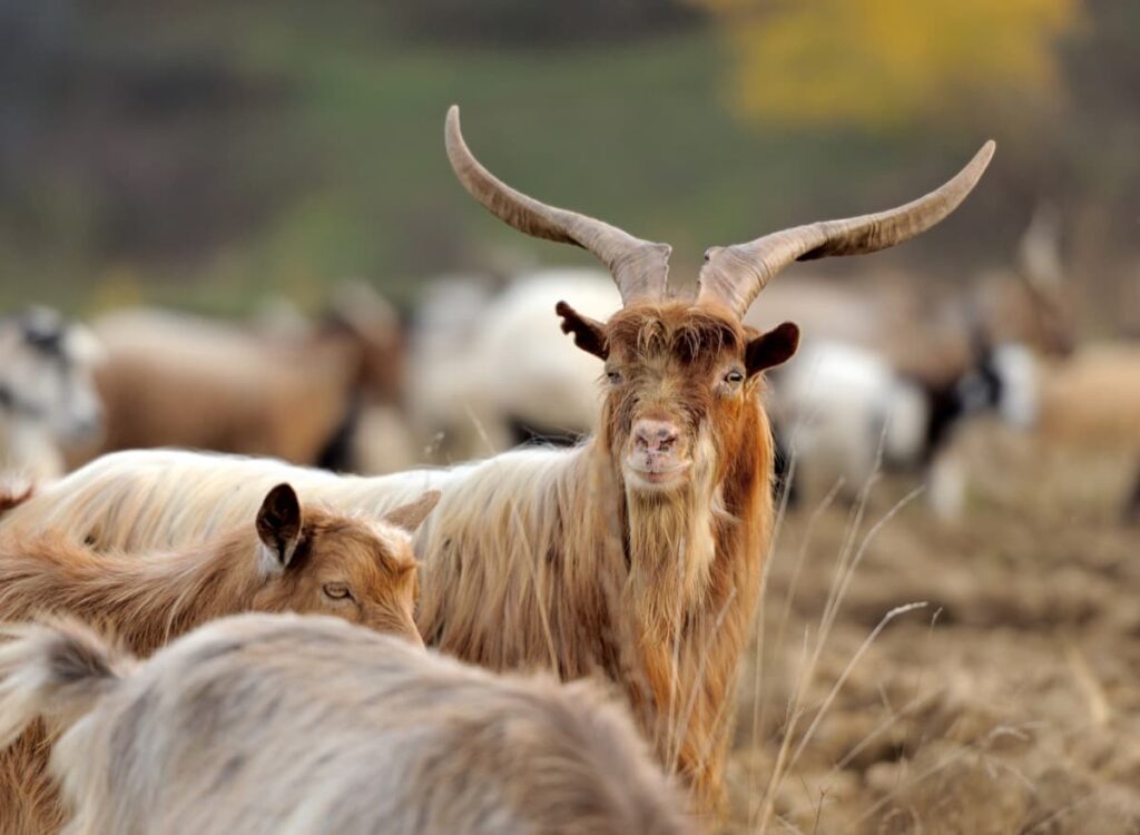Aspromonte Goat Breed1