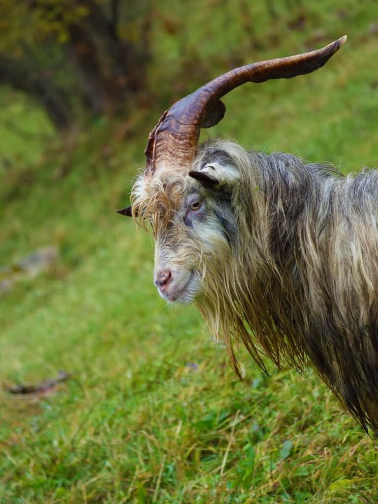 Aspromonte Goat Breed3