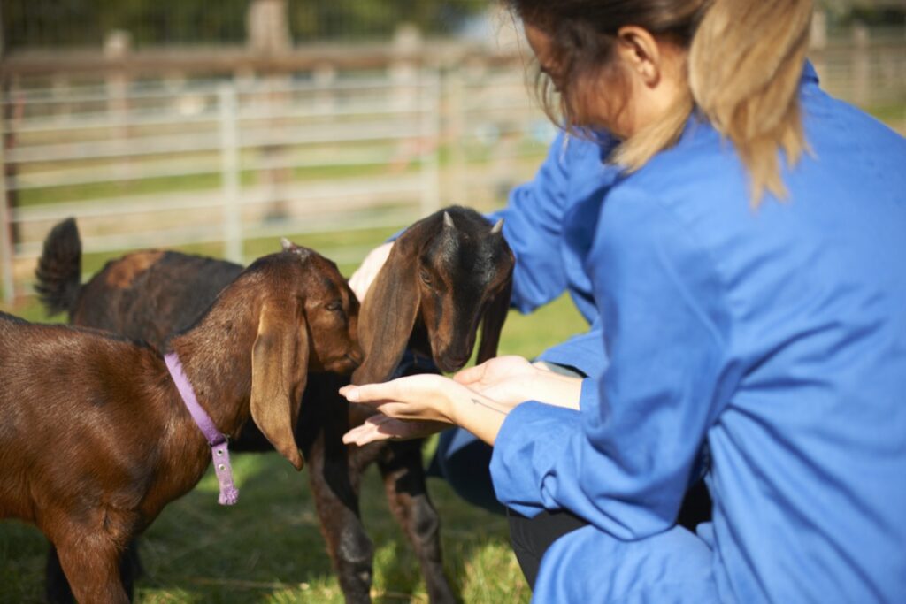 Organic Urban Goat Farming