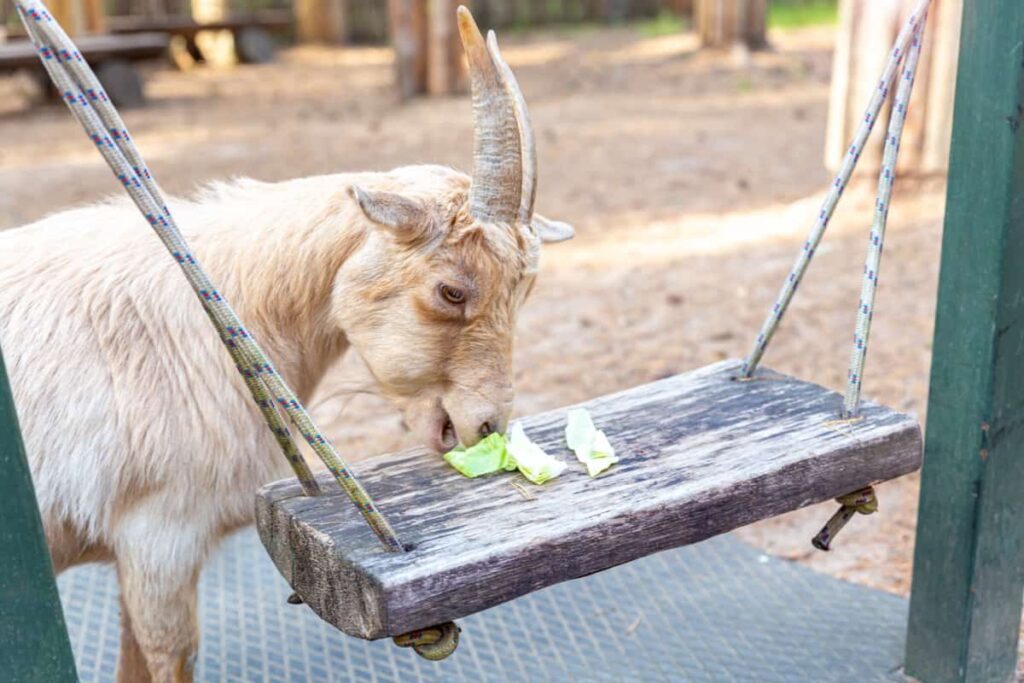 Raising African Pygmy Goats