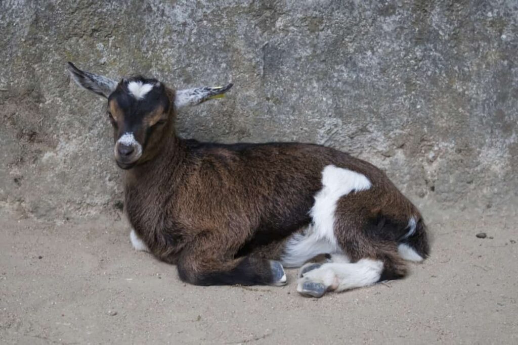African Pygmy Goat Breed
