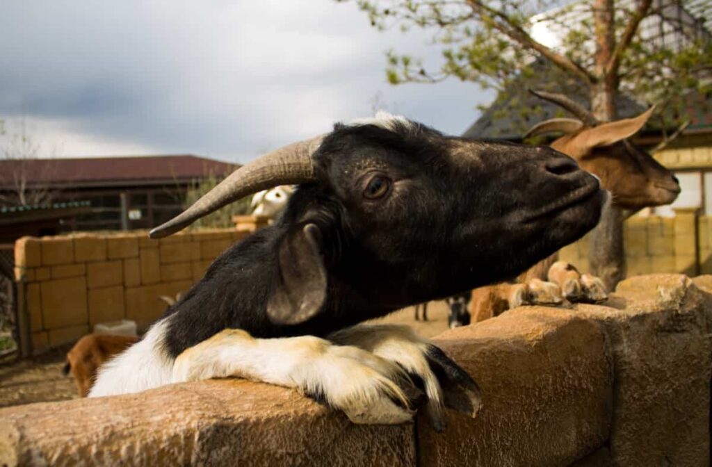 Small-Scale Rural Goat Farming