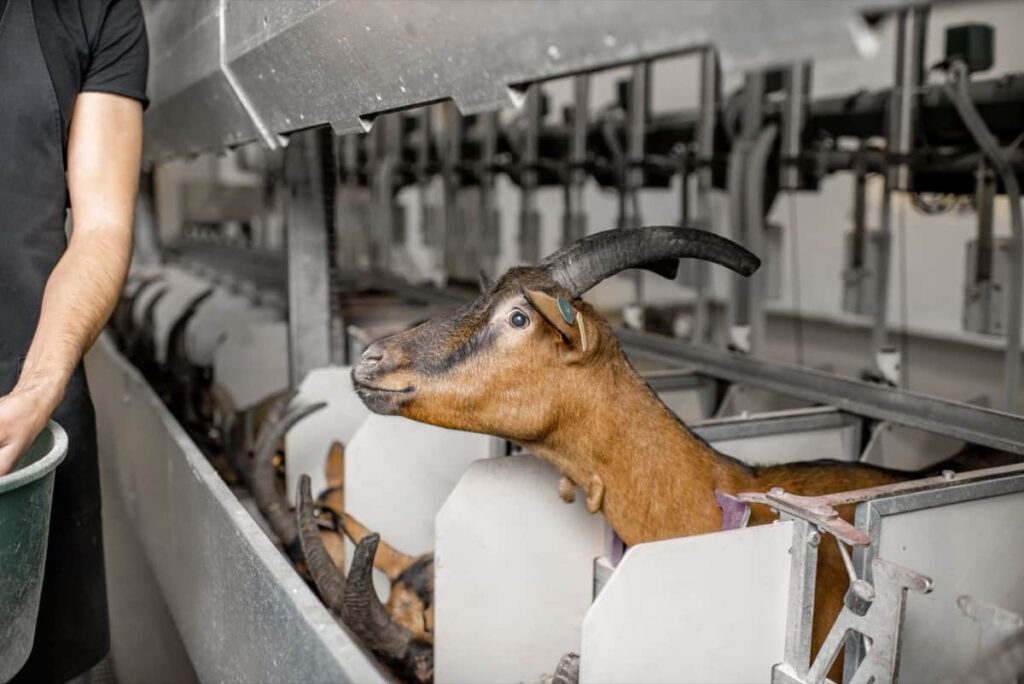 Goat Milking Automation