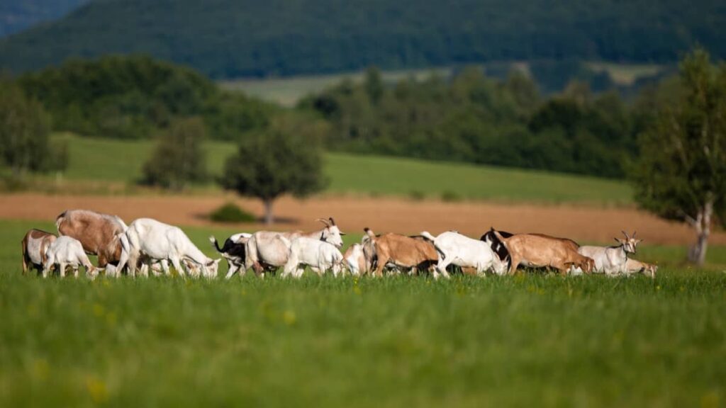 Transforming Agroforestry with the Power of Goats