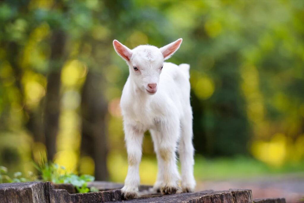 Cashmere Goat Characteristics