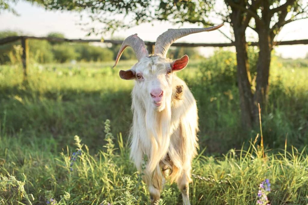 Cashmere Goat Breed