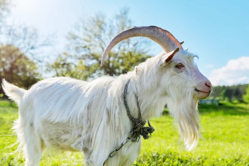 Cashmere Goat Farming