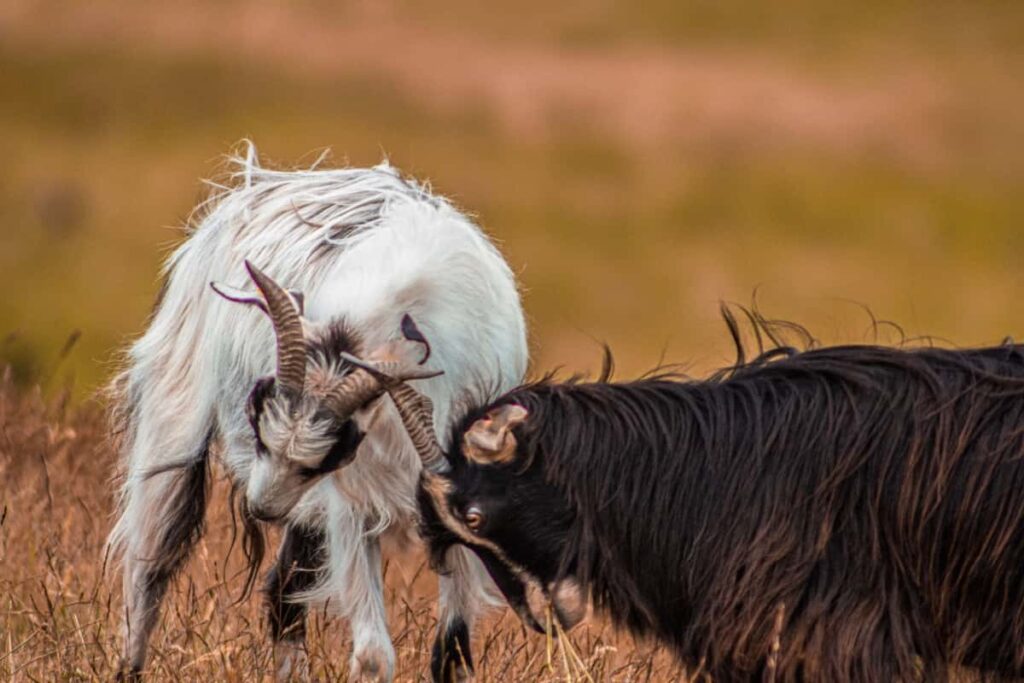 Danish Landrace Goat Characteristics