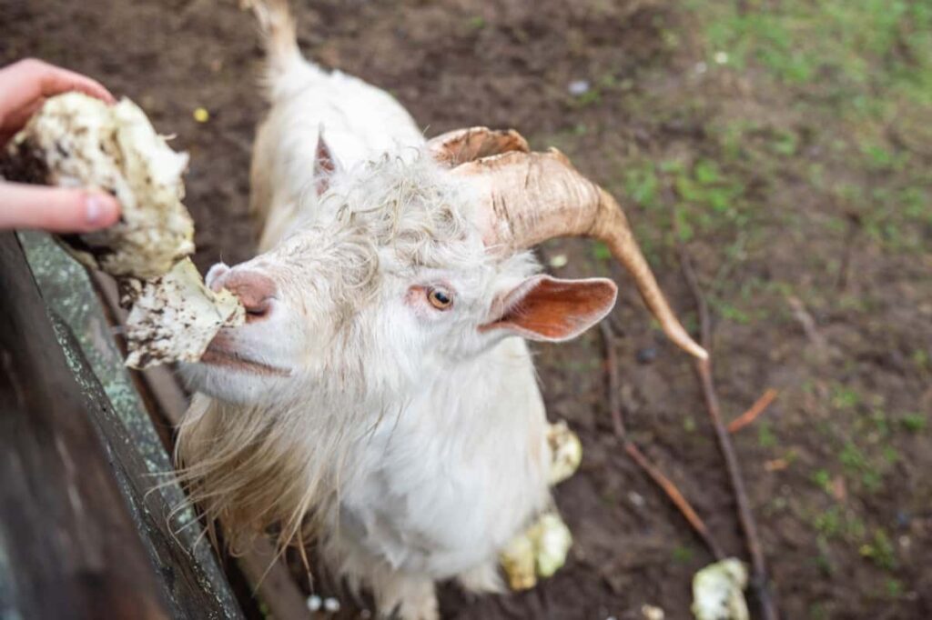 Danish Landrace Goat Farming