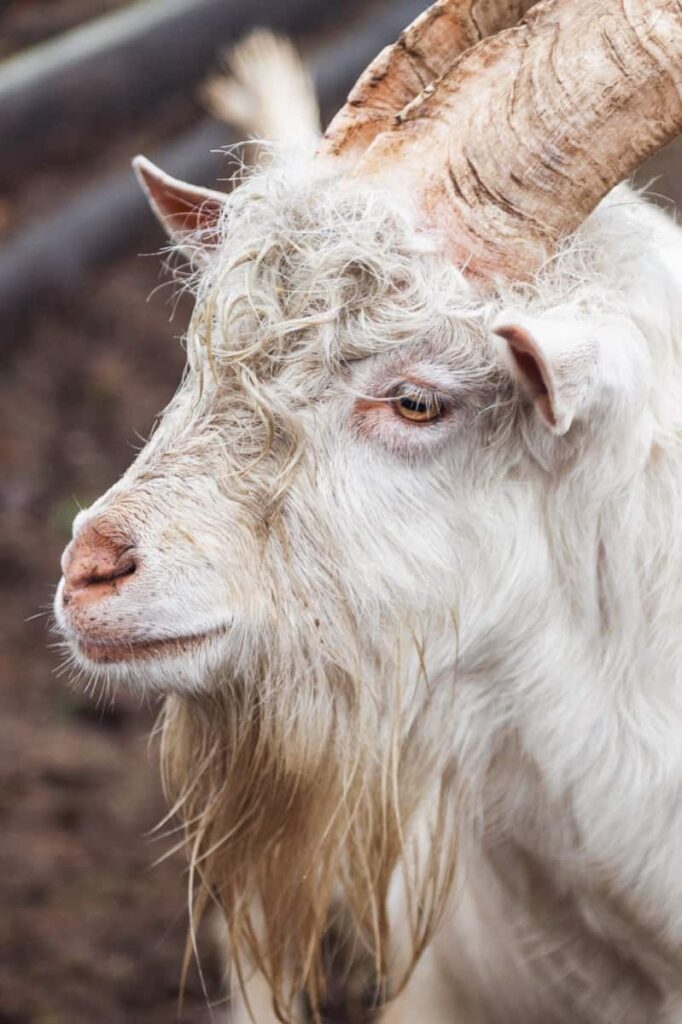 Dutch Landrace Goat Breed