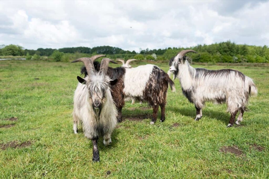 Garganica Goats