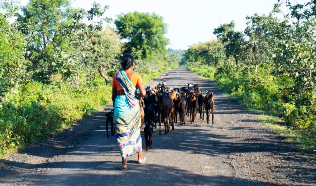 Goat Farming in Andhra Pradesh3