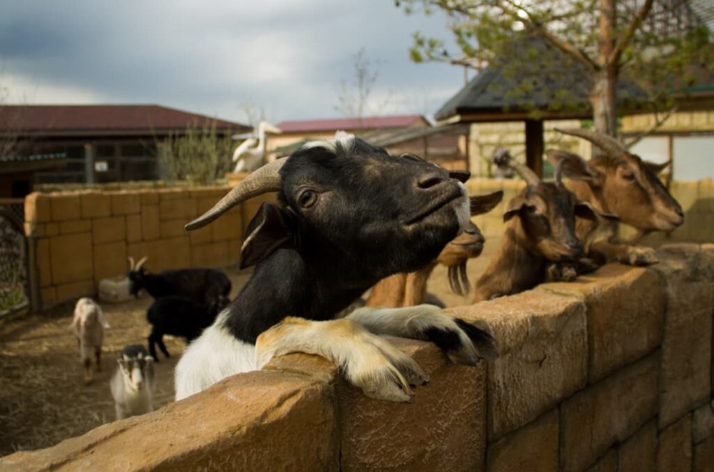 Goat Farming in Assam