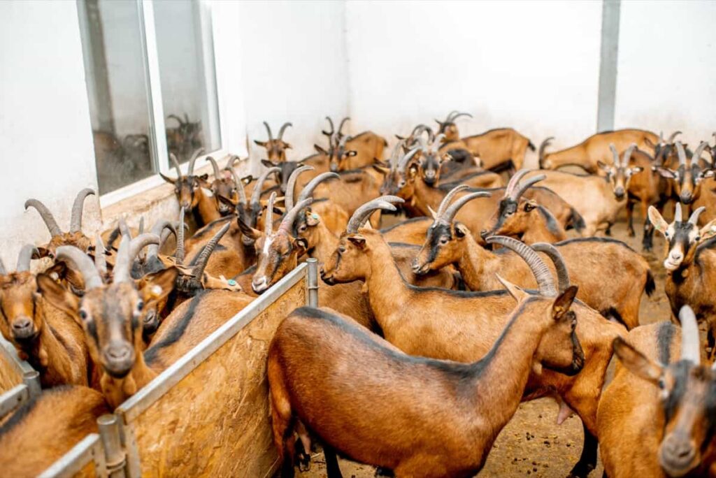 Goat Farming in Bihar