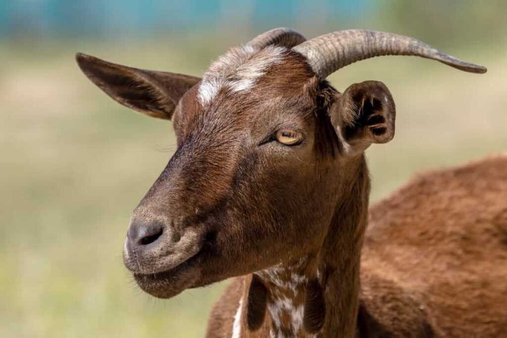 Goat Farming in Haryana