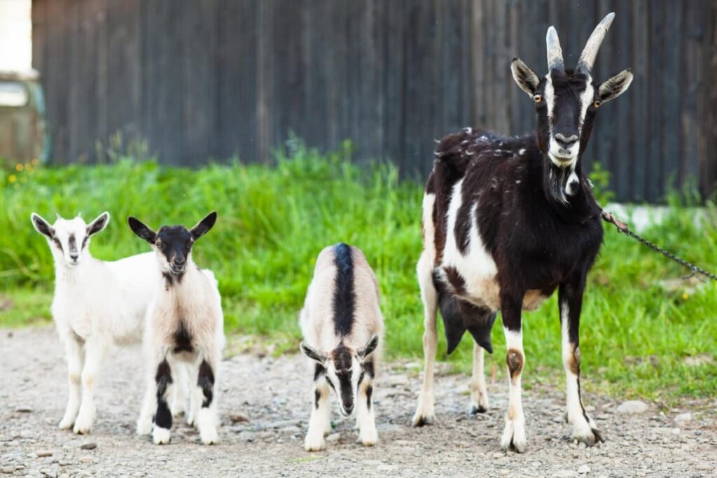 Portrait of A Goat on A Farm