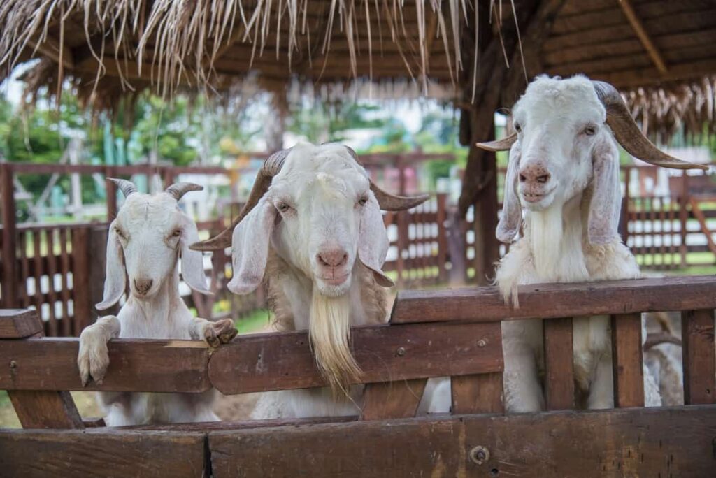 Goats in Farm