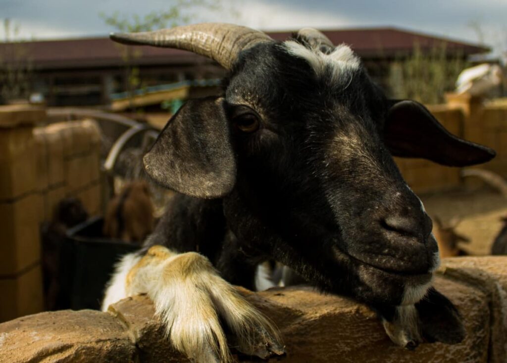 Goat Farming in Madhya Pradesh