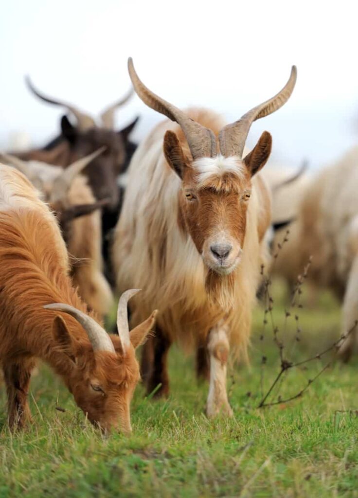 Bionda dell'Adamello Goat Breed