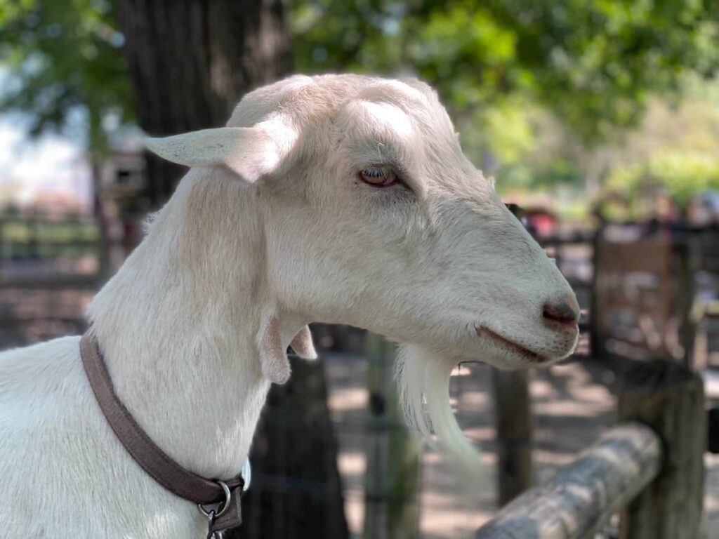 Goat Farming in Kashmir Valley