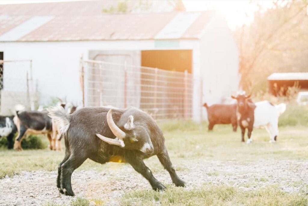 Goat Farming in Manipur
