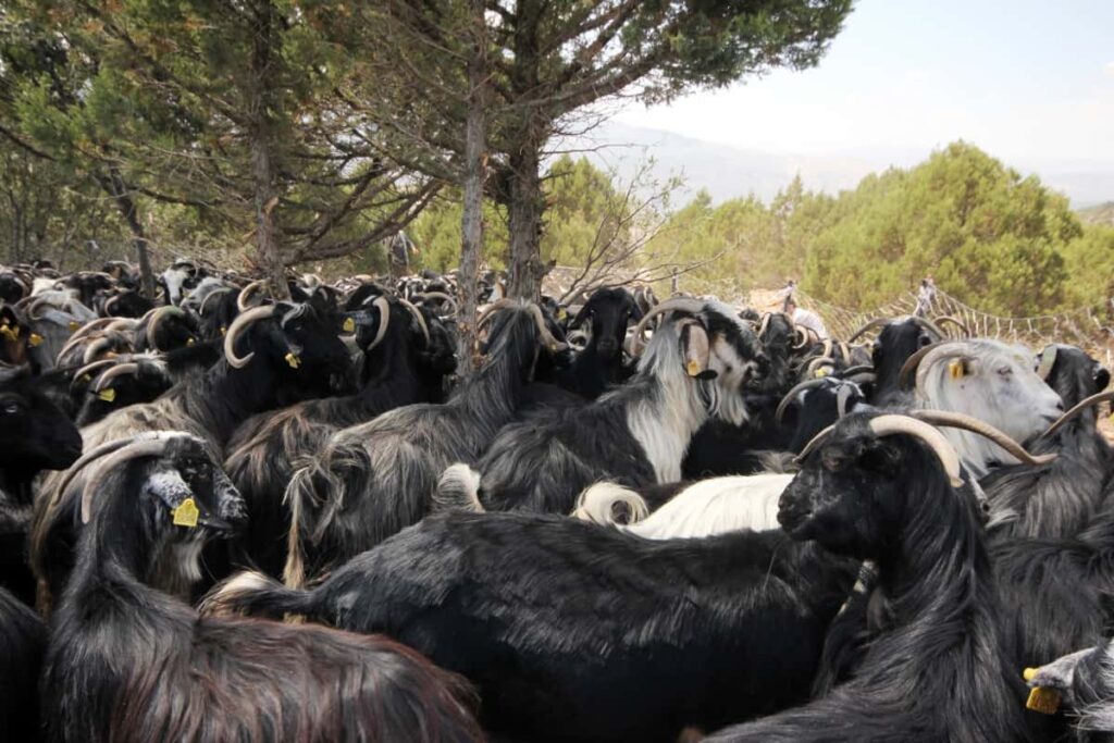 Black Goat Farming