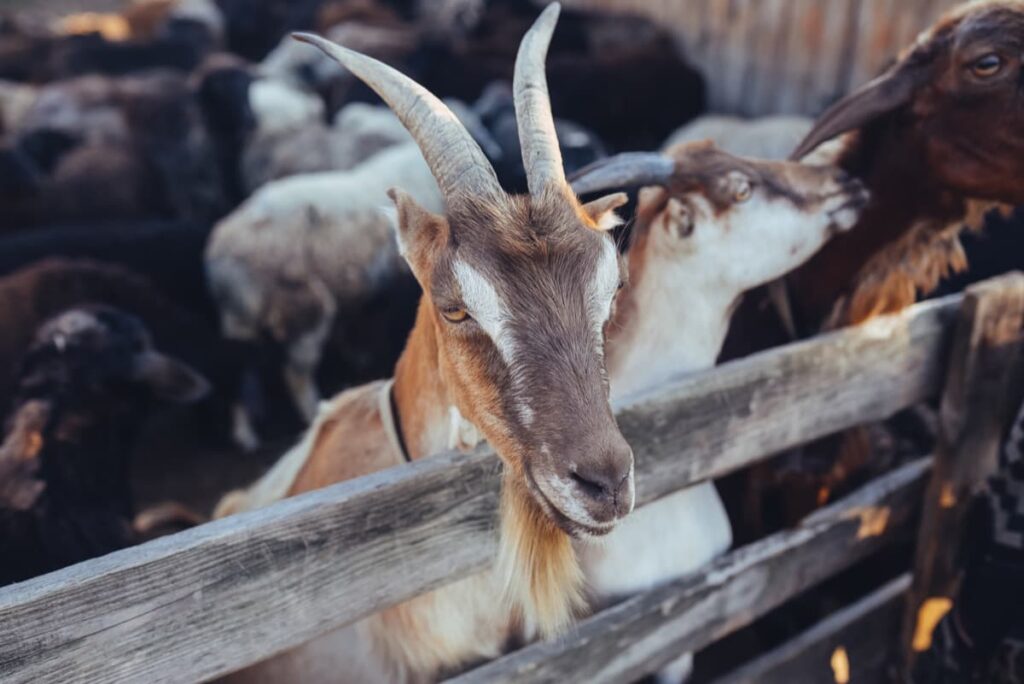 Goat Farming in Odisha