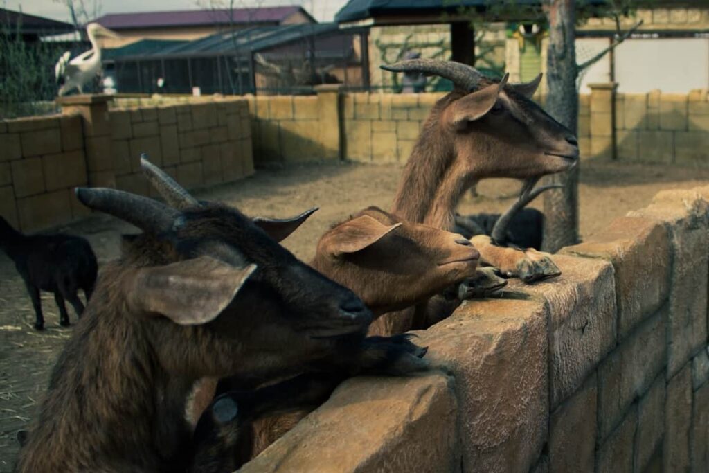 Goat Farming in Punjab