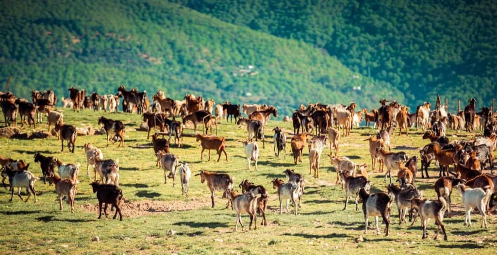 Rajasthan Goat Farming
