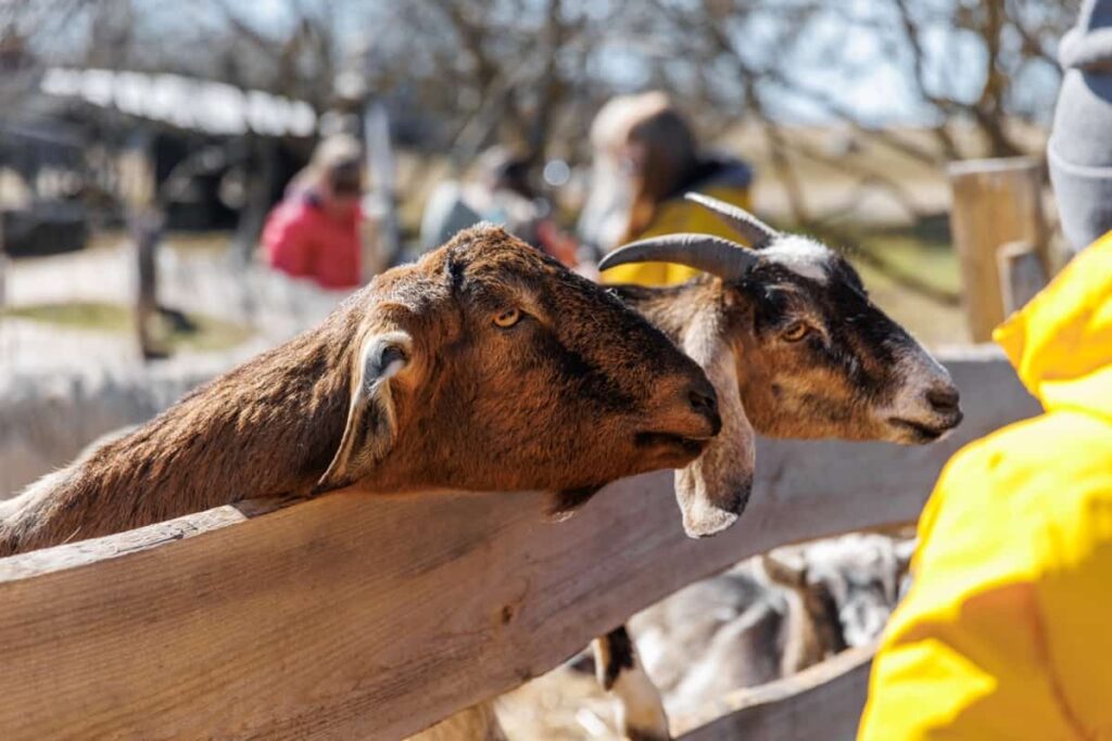 Goat Farm Fencing