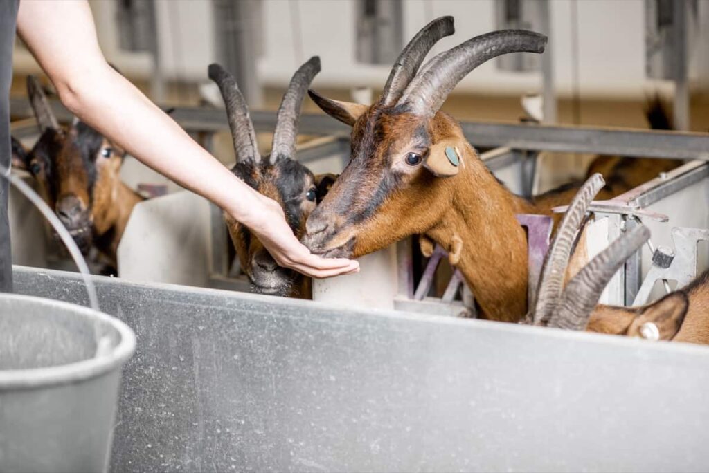 Goat Feed Management