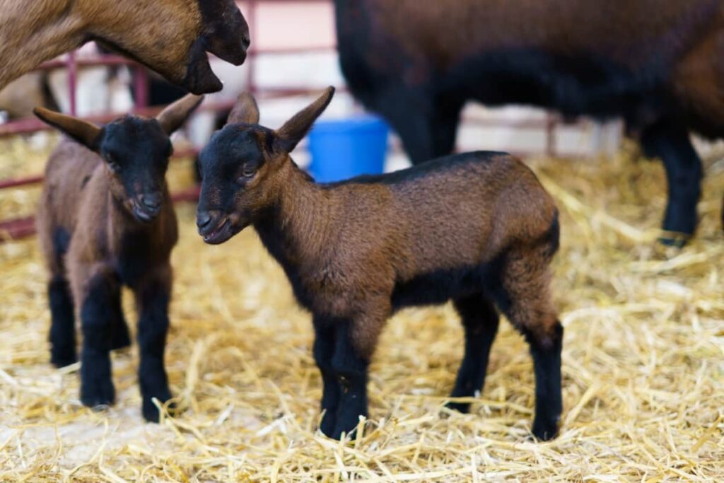 Goat Kids Care and Management
