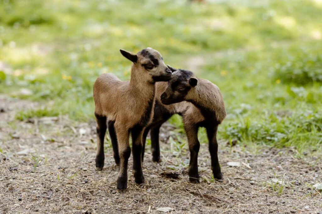 Goat Babies