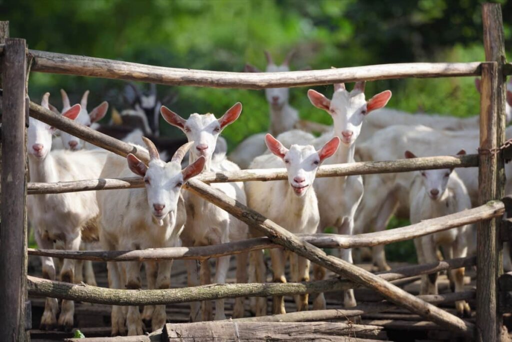 Goat Wood Fencing