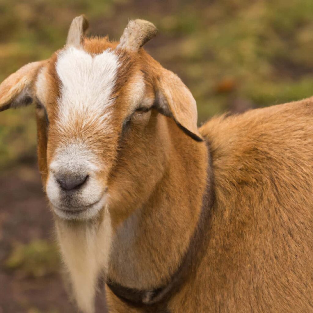 Golden Guernsey Goat Breed