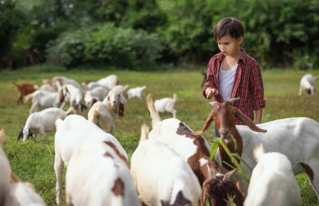 Goat Farming in Nepal
