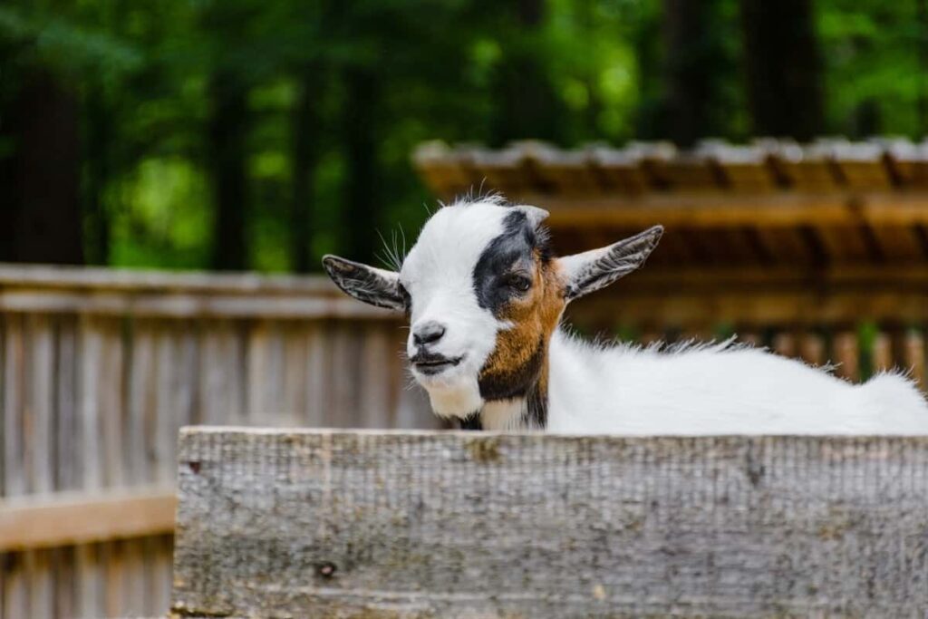 Nigerian Dwarf Goat Breed