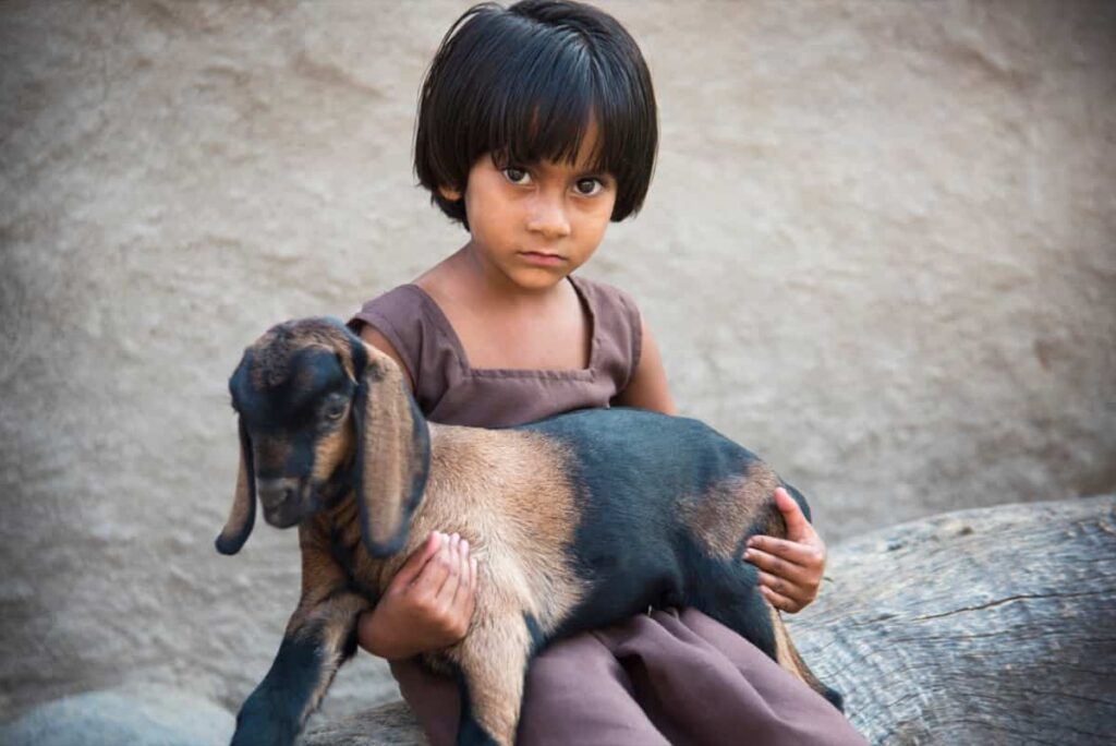 A Kid Playing with Goat