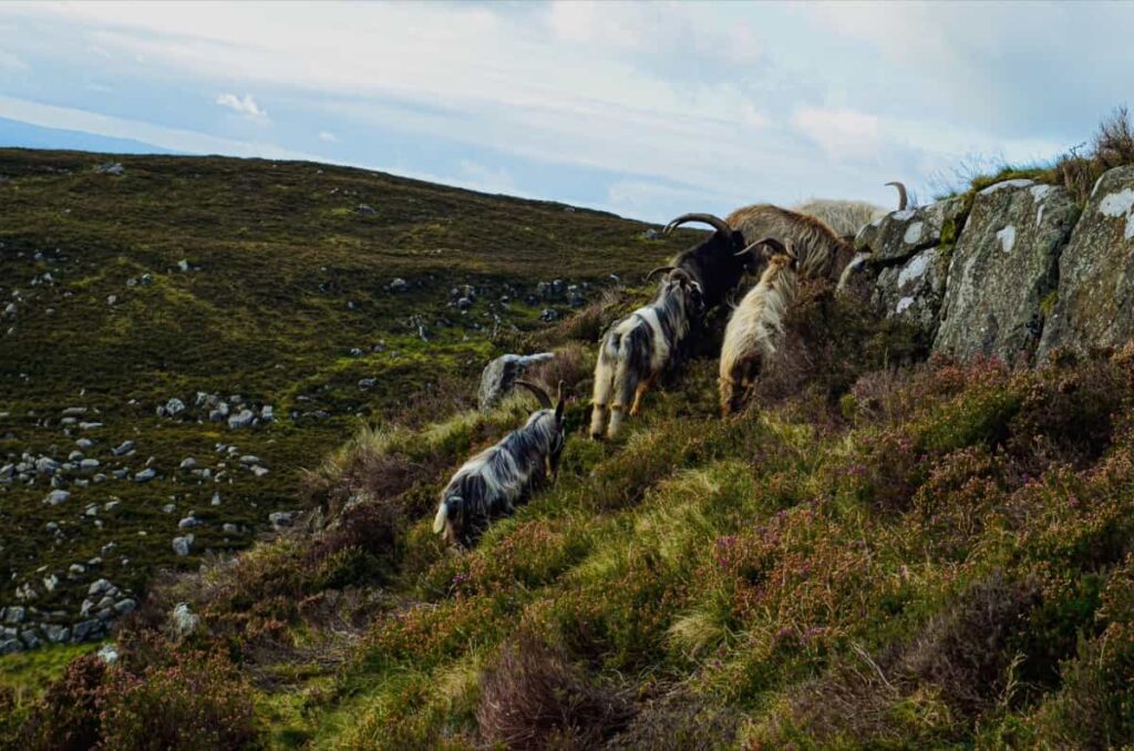 Irish Goat Breed