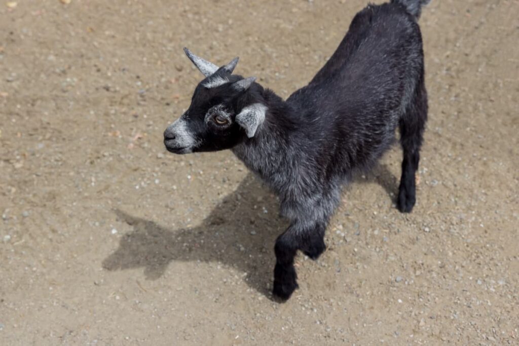 Black Jakhrana Goat