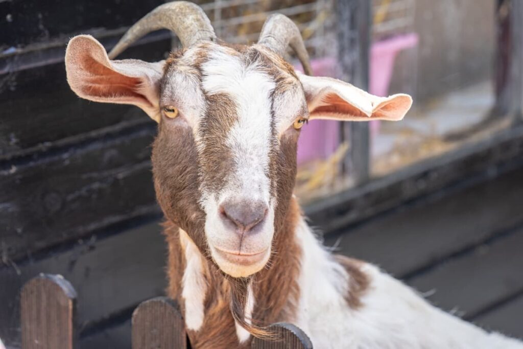 Khari Goat Breed