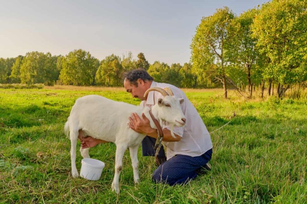 Kiko Goat Farming