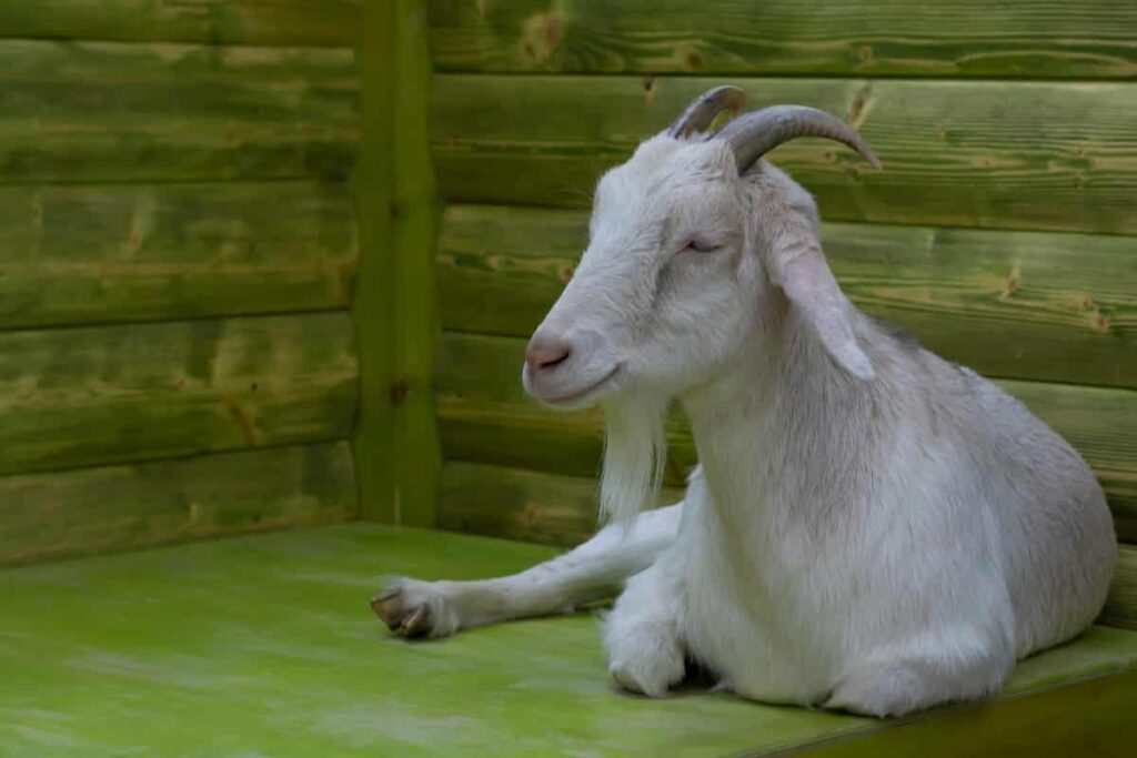 Kiko Goat
