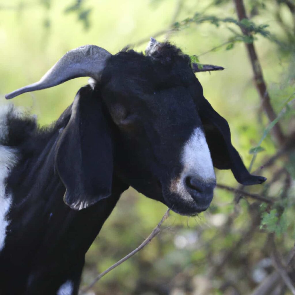 Mehsana Goat Breed