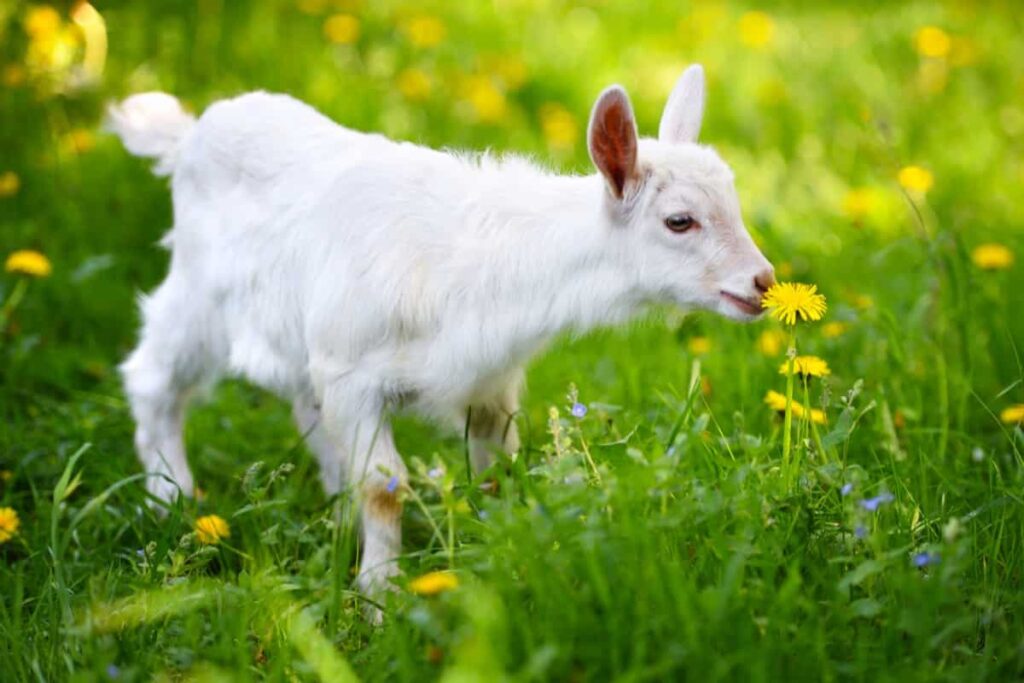 Nigora Goat Breed