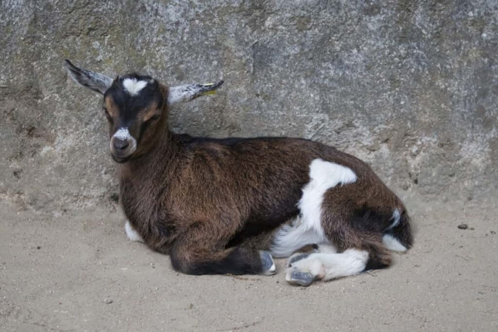Pygmy Goat Breed