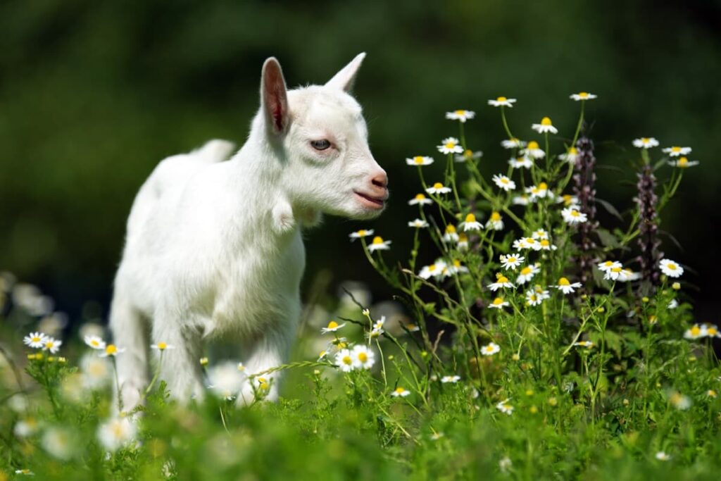 Saanen Goat Farming
